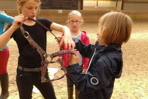 pony centrum koopman oosterhuizen lieren gelderland apeldoorn arnhem dagje manege