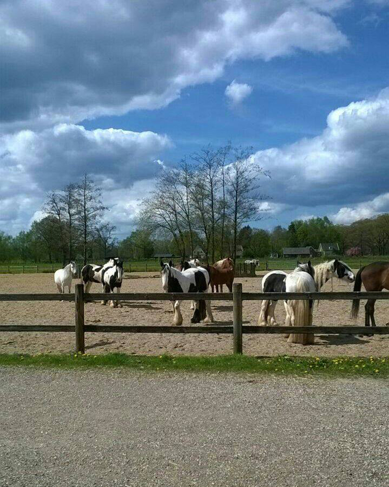 ponycentrum koopman oosterhuizen open dag gelderland arnhem apeldoorn paard pony paardenwei